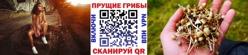 Псилоцибиновые грибы Magic Shrooms  закладки  Щучье 